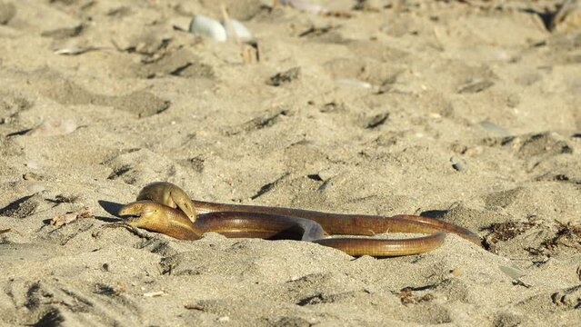 two big snakes on the sand, coiling and biting in a fight. Pseudopus apodus reptilian combat.