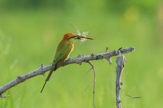 Green bee eater eating dragonfly and sitting on branch tree.Little bird flying on green background.Nature wildlife image on the outdoor park.