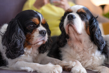 Portrait of pretty couple of dogs cavalier king charles spaniel lying down on sofa