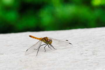 石の上ではねを休めるアキアカネ