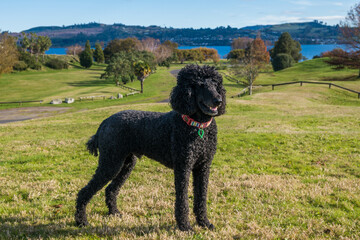 Black standard poodle standing in the grass in Secombe Park, Taupo, New Zealand.