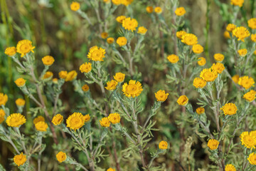 Obraz na płótnie Canvas The yellow chamomile (Cota tinctoria).