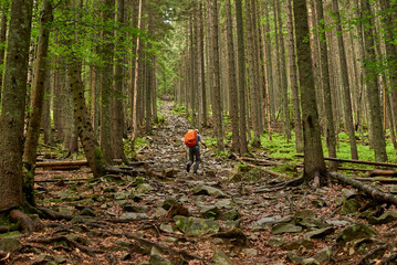 One traveler doing hiking in mountains through a beautiful forest.  Activity and sport concept.