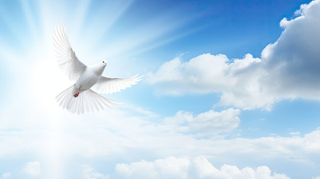 Spirit of god background banner panorama - White dove with wings wide open in the blue sky air with clouds and sunbeams