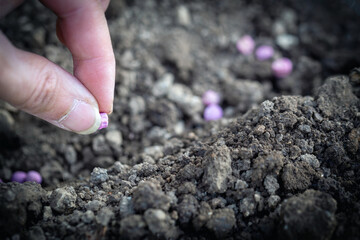 Planting seeds in the garden, spring garden work