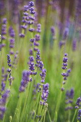Blossoming violet Lavender with shallow depth of field. High quality photo