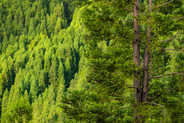 Explorando a maravilha do Arquipélago dos Açores: a Ilha de São Miguel, um verdadeiro paraíso verde. A deslumbrante paisagem da Lagoa do Fogo, onde o azul intenso se funde com o verde.   