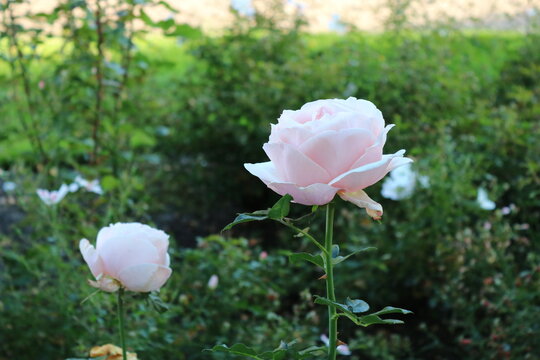 rosa Rosen