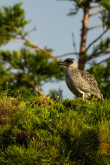 Explorando a maravilha do Arquipélago dos Açores: a Ilha de São Miguel, um verdadeiro paraíso verde. A deslumbrante paisagem da Lagoa do Fogo, onde o azul intenso se funde com o verde.   