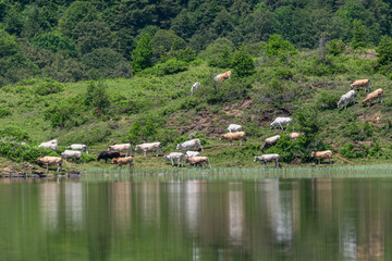 Fototapeta na wymiar Herd of cows on the bank of a lake of lers in the Pyrenees mountains in France