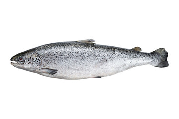 Whole Atlantic Salmon fish isolated on white background with clipping path. Full Depth of field. Focus stacking. PNG
