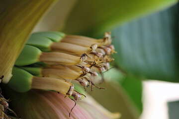 close up of a inflorescence flower from banana © TwilightArtPictures