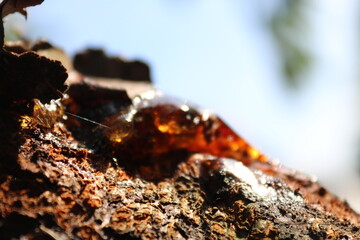 Harz im Sonnenlicht
