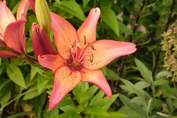 pink lily macro in the garden at sunset