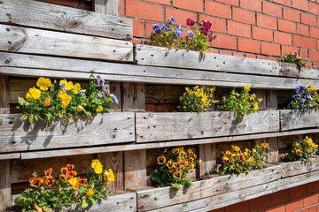 Fototapeta na wymiar Outdoor space with flowers. Colorful violets in a wooden box