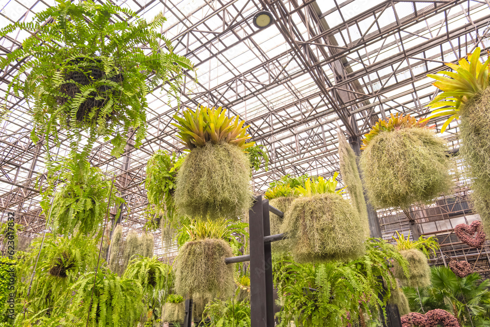 Wall mural Group of beautiful green fern with Spanish Moss and bromeliad plants in hanging flower pots inside of modern botanical greenhouse at public park 