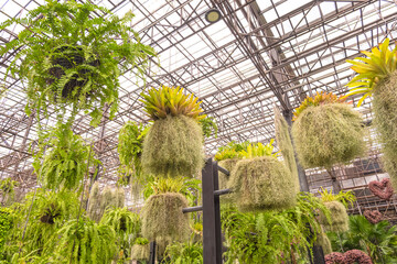 Group of beautiful green fern with Spanish Moss and bromeliad plants in hanging flower pots inside...