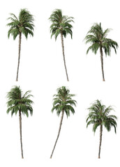 Phoenix reclinata palm trees on a transparent background
