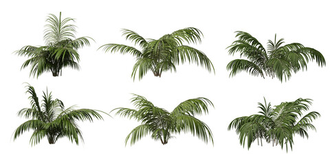 Parlor palm small on a transparent background