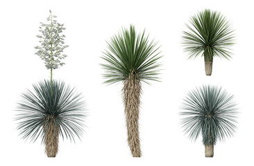 Yucca Rostrata trees on a transparent background