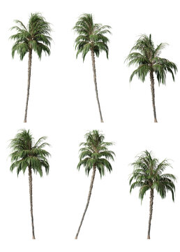 Phoenix reclinata palm trees on a transparent background