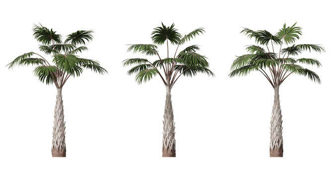 sabal palm trees on a transparent background