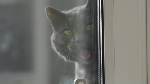 cat asks to go home looks through the glass window door meows