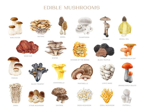 Edible Mushroom Element Vintage Style Painted Set. Watercolor Illustration. Porcini, Chanterelle, Truffle, Champignon, Shiitake, Morel. Various Mushrooms Element Collection. Isolated White Background