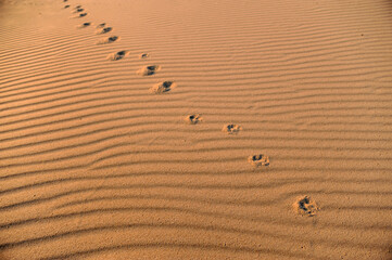 Footprints in the sand of the desert. Sand texture background.