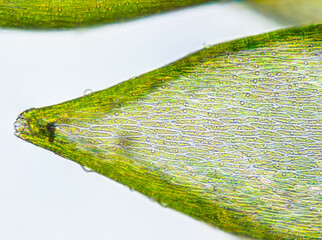 Moss leave part with visible cell structure. Seen in microscope with objective 40x. Field of view...