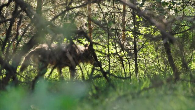 Medium panning shot of a wolf waking through brush on a summer day with green grass and slightly silhouetted, slow motion
