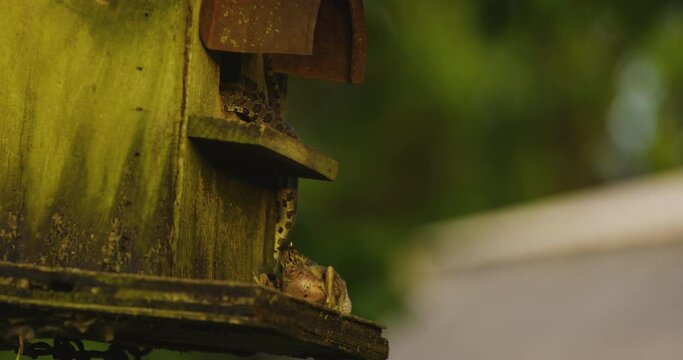 Hungry Snake In The Birdhouse Killed Bird For Food. wide