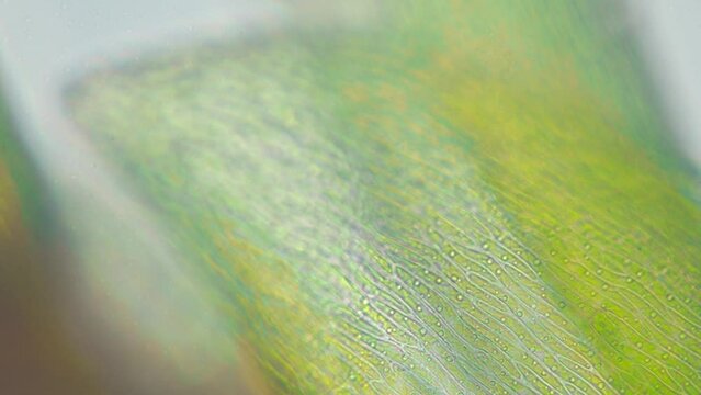 Moss leave part with visible cell structure. Refocus on different parts. Infinity loop. Seen in microscope with objective 40x. Field of view is 0.32mm