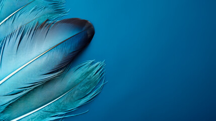 Blue feather isolated on blue background