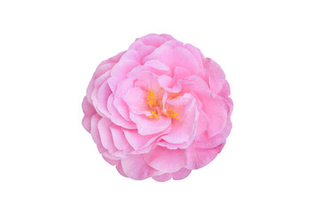 Single pink camelia japonica flower, design element in png format.