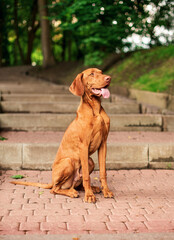 A dog of the Hungarian Vizsla breed sits on the stairs against the background of a green park. The dog has a muscular body, it carefully looks around. Dog with open mouth and tongue.
