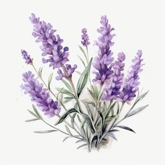 Watercolor Lavender on white background Generative AI