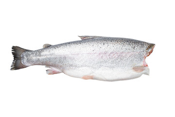 Whole Atlantic Salmon fish isolated on white background with clipping path. Full Depth of field. Focus stacking. PNG