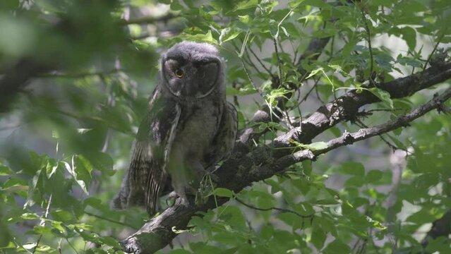 funny young long-tailed owl on the tree
