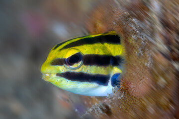 Striped Poison-fang Blenny - Meiacanthus grammistes