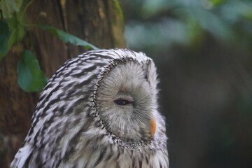 The Ural owl (Strix uralensis) is a large nocturnal owl. It is a member of the true owl family, Strigidae. Vogelpark Walsrode, Germany.