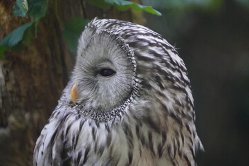 The Ural owl (Strix uralensis) is a large nocturnal owl. It is a member of the true owl family, Strigidae. Vogelpark Walsrode, Germany.