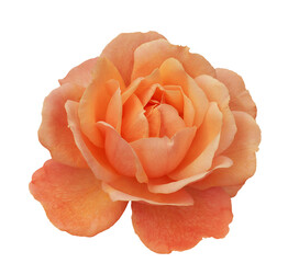 One orange rose flower, design element isolated in png format.