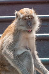 Obraz premium Singe Macaque longue queue sauvage en gros plan dans les marches colorés du Temple Bouddhiste de Batu Cave, Kuala Lumput, Malaysie