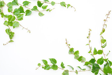 Branch of wild grapes with green leaves on a white paper background. Ivy branch and leaf isolated...