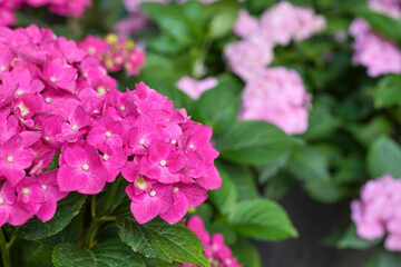 Hydrangea flower (Hydrangea macrophylla) blooming in spring and summer in a garden. Close-up Pink Hydrangea or Hortensia flower. Side view, copy space for text, product place.   