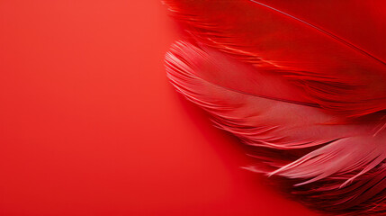 Red feathers on a red background. Flat lay, top view.