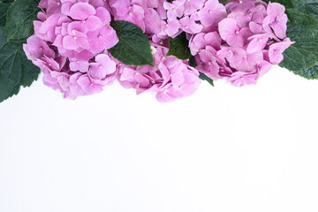 Flower frame with pink hydrangeas. White background with pink flowers. Hydrangeas flat lay. Flat lay, top view, copy space for text.