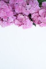 Flat lay composition with beautiful pink hydrangea  (hortensia) flowers on white background. Space for text.