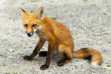 Adorable red fox juvenile sitting on a dirt road with dreamy expression